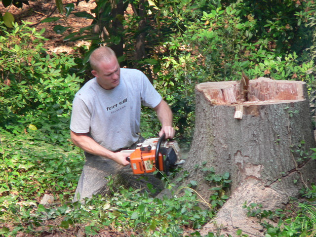 Tree Removal Charlotte