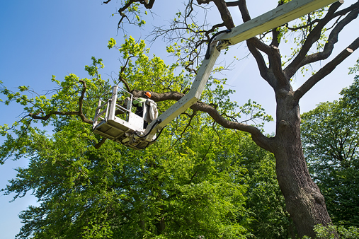 County Tree Service